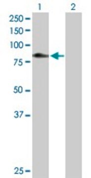 Anti-C1S antibody produced in rabbit purified immunoglobulin, buffered aqueous solution