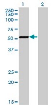 Monoclonal Anti-CAMK1G antibody produced in mouse clone 3E2, purified immunoglobulin, buffered aqueous solution