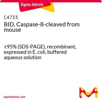 BID, Caspase-8-cleaved from mouse &#8805;95% (SDS-PAGE), recombinant, expressed in E. coli, buffered aqueous solution