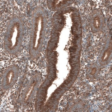 Anti-SEC31A antibody produced in rabbit Prestige Antibodies&#174; Powered by Atlas Antibodies, affinity isolated antibody, buffered aqueous glycerol solution