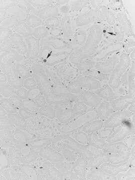 Anti-PCNA Antibody, clone PC10 clone PC10, Upstate&#174;, from mouse