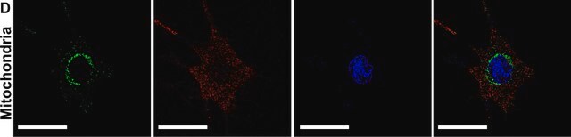 Anti-Mitofusin-2 (N-Terminal) antibody produced in rabbit affinity isolated antibody, buffered aqueous solution