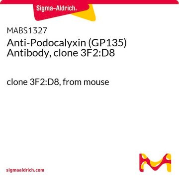 Anti-Podocalyxin (GP135) Antibody, clone 3F2:D8 clone 3F2:D8, from mouse