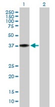 Anti-MRPL38 antibody produced in mouse IgG fraction of antiserum, buffered aqueous solution