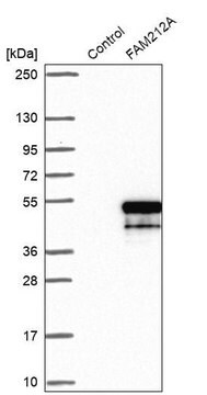 Anti-FAM212A antibody produced in rabbit Prestige Antibodies&#174; Powered by Atlas Antibodies, affinity isolated antibody, buffered aqueous glycerol solution