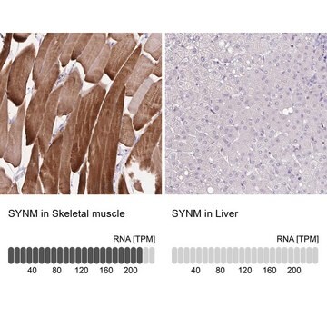 Anti-SYNM antibody produced in rabbit Prestige Antibodies&#174; Powered by Atlas Antibodies, affinity isolated antibody, buffered aqueous glycerol solution