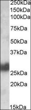 Anti-THY1 antibody produced in goat affinity isolated antibody