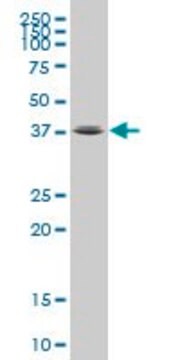 Monoclonal Anti-FOXL1 antibody produced in mouse clone 1A7, purified immunoglobulin, buffered aqueous solution