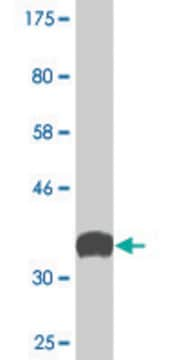 Monoclonal Anti-SYNJ1 antibody produced in mouse clone 1A2, ascites fluid