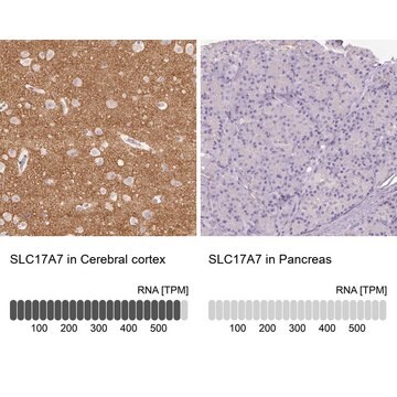 Anti-VGLUT1 antibody produced in rabbit Prestige Antibodies&#174; Powered by Atlas Antibodies, affinity isolated antibody, buffered aqueous glycerol solution