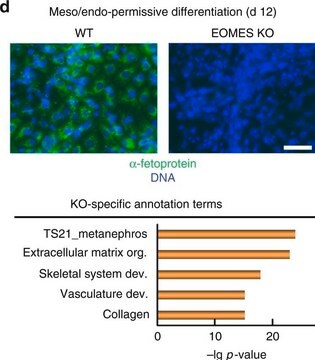 Monoclonal Anti-&#945;-Fetoprotein (AFP) antibody produced in mouse ascites fluid, clone C3