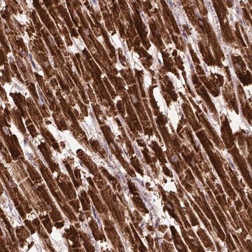 Anti-MT-CO1 antibody produced in rabbit Prestige Antibodies&#174; Powered by Atlas Antibodies, affinity isolated antibody, buffered aqueous glycerol solution