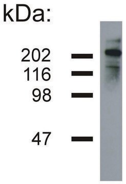 Monoclonal Anti-Neurofilament H antibody produced in mouse clone NF-05