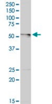 Anti-LDHD antibody produced in rabbit purified immunoglobulin, buffered aqueous solution