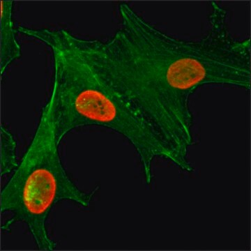 Anti-Acetyl-Histone H4 (Lys5) antibody, Rabbit monoclonal recombinant, expressed in HEK 293 cells, clone RM199, purified immunoglobulin