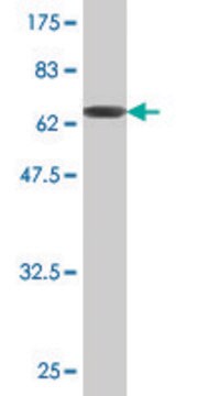 Monoclonal Anti-GNA13 antibody produced in mouse clone 6D8-E4, purified immunoglobulin, buffered aqueous solution