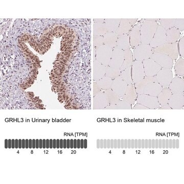 Anti-GRHL3 antibody produced in rabbit Prestige Antibodies&#174; Powered by Atlas Antibodies, affinity isolated antibody