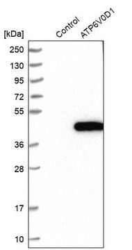 Anti-ATP6V0D1 antibody produced in rabbit Prestige Antibodies&#174; Powered by Atlas Antibodies, affinity isolated antibody, buffered aqueous glycerol solution