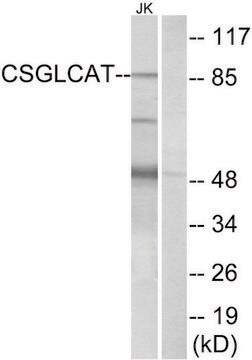 Anti-CSGLCAT antibody produced in rabbit affinity isolated antibody