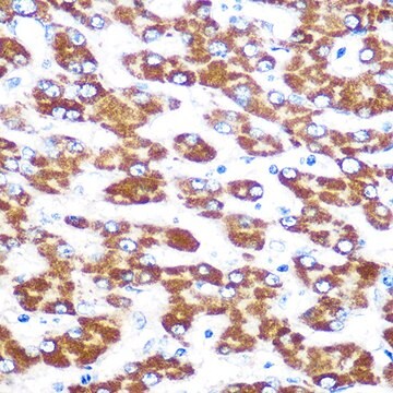 Anti-IDO1 Antibody, clone 6W2F7, Rabbit Monoclonal