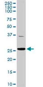 Anti-TFAM Rabbit pAb liquid, Calbiochem&#174;