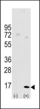 ANTI-LC3 (APG8A) (D106) antibody produced in rabbit affinity isolated antibody, buffered aqueous solution