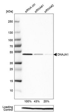 Anti-DNAJA1 antibody produced in rabbit affinity isolated antibody, buffered aqueous glycerol solution