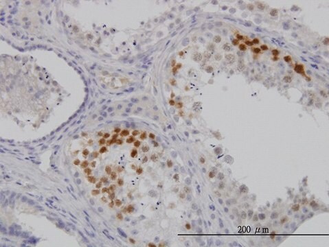 Monoclonal Anti-CDK3 antibody produced in mouse clone 3C12, purified immunoglobulin, buffered aqueous solution