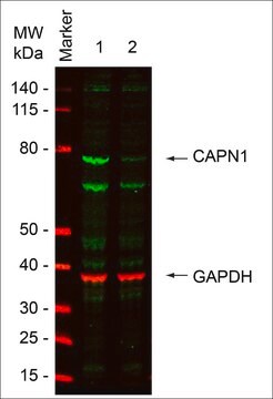 MISSION&#174; esiRNA targeting human CAPN1