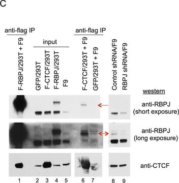 Anti-CTCF Antibody serum, Upstate&#174;