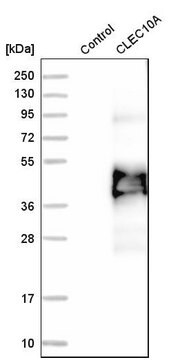 Anti-CLEC10A antibody produced in rabbit Prestige Antibodies&#174; Powered by Atlas Antibodies, affinity isolated antibody, buffered aqueous glycerol solution, Ab1