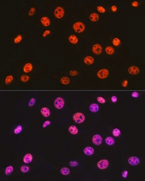 Anti-BAF57/SMARCE1 Antibody, clone 9L5F6, Rabbit Monoclonal