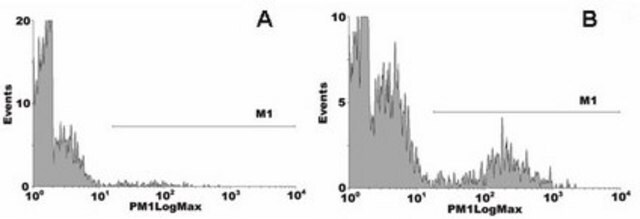 Anti-Phosphatidylserine Antibody, clone 1H6 clone 1H6, Upstate&#174;, from mouse