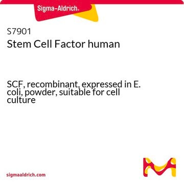 Stem Cell Factor human SCF, recombinant, expressed in E. coli, powder, suitable for cell culture