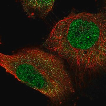 Anti-STOX1 antibody produced in rabbit Prestige Antibodies&#174; Powered by Atlas Antibodies, affinity isolated antibody