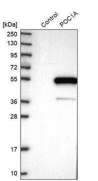 Anti-POC1A antibody produced in rabbit Prestige Antibodies&#174; Powered by Atlas Antibodies, affinity isolated antibody, buffered aqueous glycerol solution