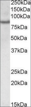 Anti-CRTC2 antibody produced in goat affinity isolated antibody, buffered aqueous solution