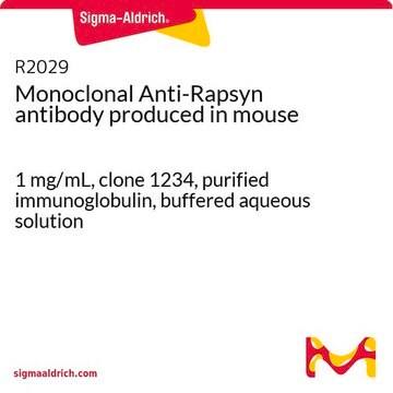 Monoclonal Anti-Rapsyn antibody produced in mouse 1&#160;mg/mL, clone 1234, purified immunoglobulin, buffered aqueous solution