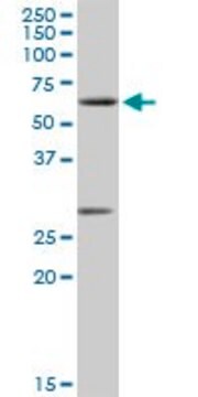 Anti-CLK2 antibody produced in rabbit purified immunoglobulin, buffered aqueous solution