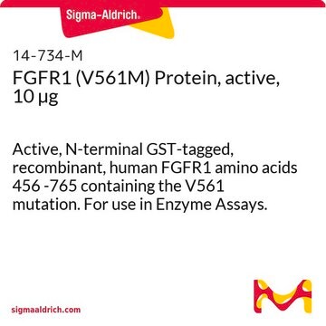 FGFR1 (V561M) Protein, active, 10 &#181;g Active, N-terminal GST-tagged, recombinant, human FGFR1 amino acids 456 -765 containing the V561 mutation. For use in Enzyme Assays.