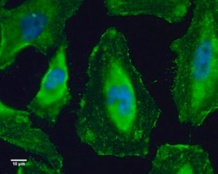 Monoclonal Anti-GEF-H1 antibody produced in mouse clone GT336, affinity isolated antibody