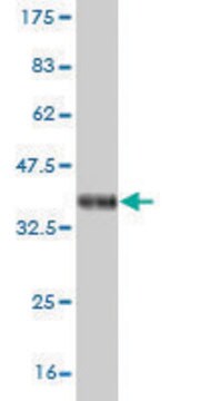 ANTI-NEUROG1 antibody produced in mouse clone 4G10, purified immunoglobulin, buffered aqueous solution