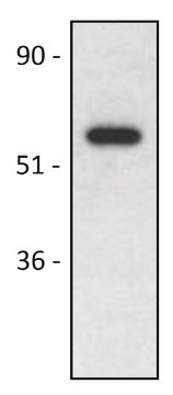 Monoclonal Anti-CD4 , (N-terminal) antibody produced in mouse clone MEM-241, purified immunoglobulin, buffered aqueous solution