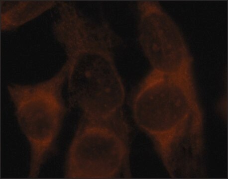 Monoclonal Anti-Dynamin 2 (DNM2) antibody produced in mouse clone DYN2-11, purified from hybridoma cell culture