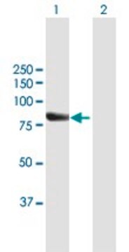 Anti-RECQL4 antibody produced in mouse purified immunoglobulin, buffered aqueous solution