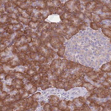 Anti-RPS10 antibody produced in rabbit Prestige Antibodies&#174; Powered by Atlas Antibodies, affinity isolated antibody, buffered aqueous glycerol solution