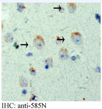 Anti-APP Antibody, AEP-cleaved (585N) serum, from rabbit