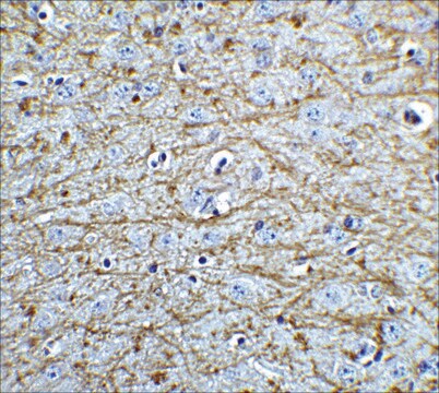 Anti-SOX2 antibody produced in rabbit affinity isolated antibody, buffered aqueous solution