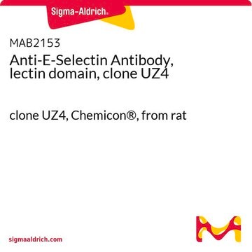 Anti-E-Selectin Antibody, lectin domain, clone UZ4 clone UZ4, Chemicon&#174;, from rat