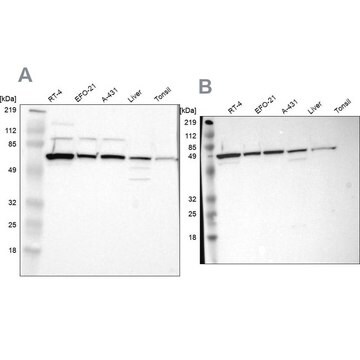 Anti-CKAP4 antibody produced in rabbit Prestige Antibodies&#174; Powered by Atlas Antibodies, affinity isolated antibody